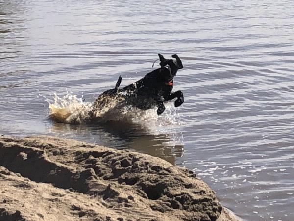 /images/uploads/southeast german shorthaired pointer rescue/segspcalendarcontest2019/entries/11617thumb.jpg